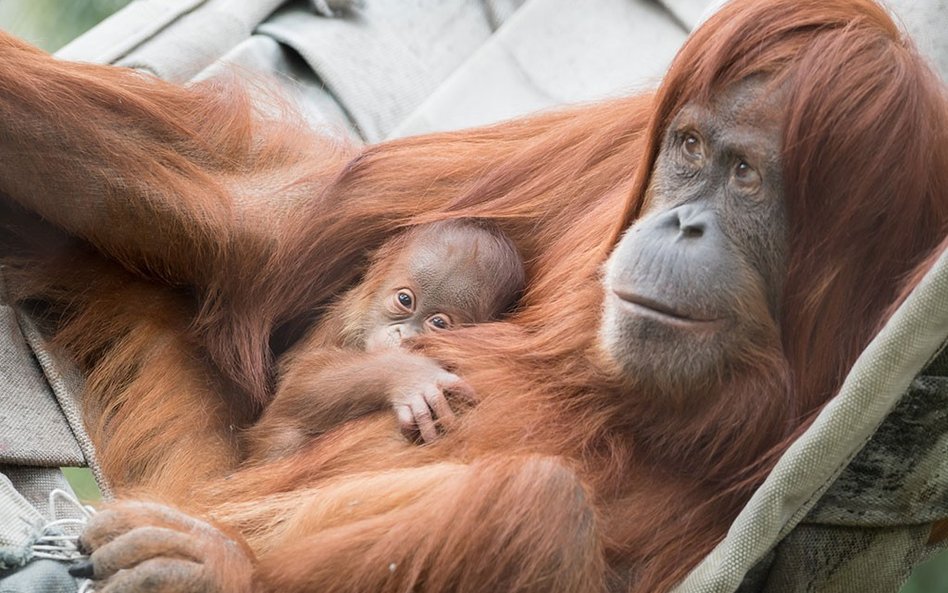Szwajcaria: Zoo zapowiada test na ojcostwo orangutana
