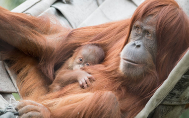 Szwajcaria: Zoo zapowiada test na ojcostwo orangutana