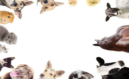 Hiszpania: Od dziś zwierzę jest "wrażliwą istotą czującą"