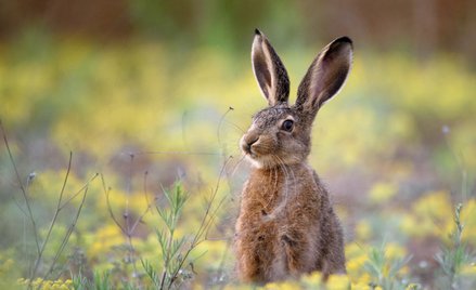 USA: Króliki ciemnieją. Starają się przetrwać w nowych warunkach