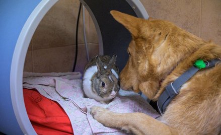 Jak zwiększyć ochronę zwierząt. Kongres w Senacie podsumuje 25 lat ustawy