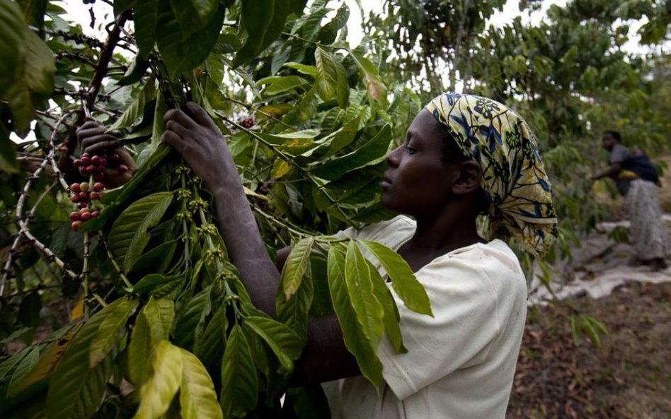 The Daily Telegraph: „Uganda nie chce być Hiszpanią”