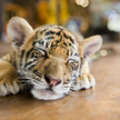 W ZOO w Cordobie urodził się tygrys. Nazwano go Covid