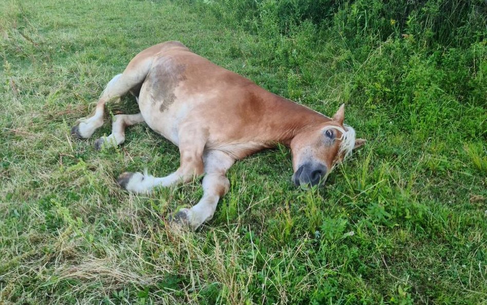 Ekostraż interweniowała u byłego dyrektora wrocławskiego ZOO. Odebrano mu zaniedbanego i cierpiącego