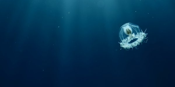 This animal can cheat death. When it starts to die, it simply revives