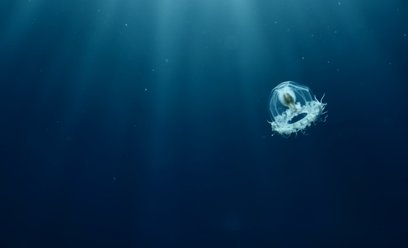 Niewielka meduza Turritopsis dohrnii posiada zdolność, która wyróżnia ją na tle niemal całego świata