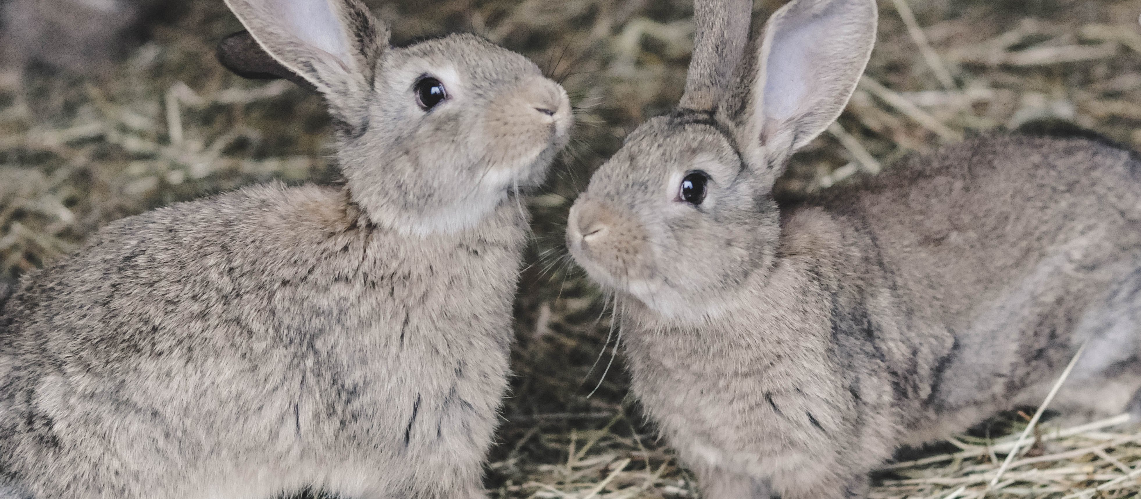 Zakaz hodowli zwierząt na futra przyjęty przez Sejm. Co dalej?
