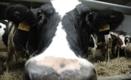 Obawy o chorobę szalonych krów wyczuliły Unię na normy żywności