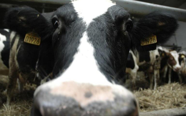 Obawy o chorobę szalonych krów wyczuliły Unię na normy żywności