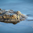 Policja z Chicago: Tak, w parku miejskim zamieszkał aligator