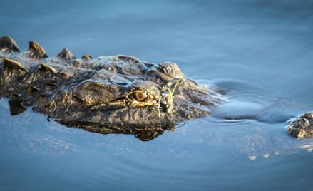 Policja z Chicago: Tak, w parku miejskim zamieszkał aligator
