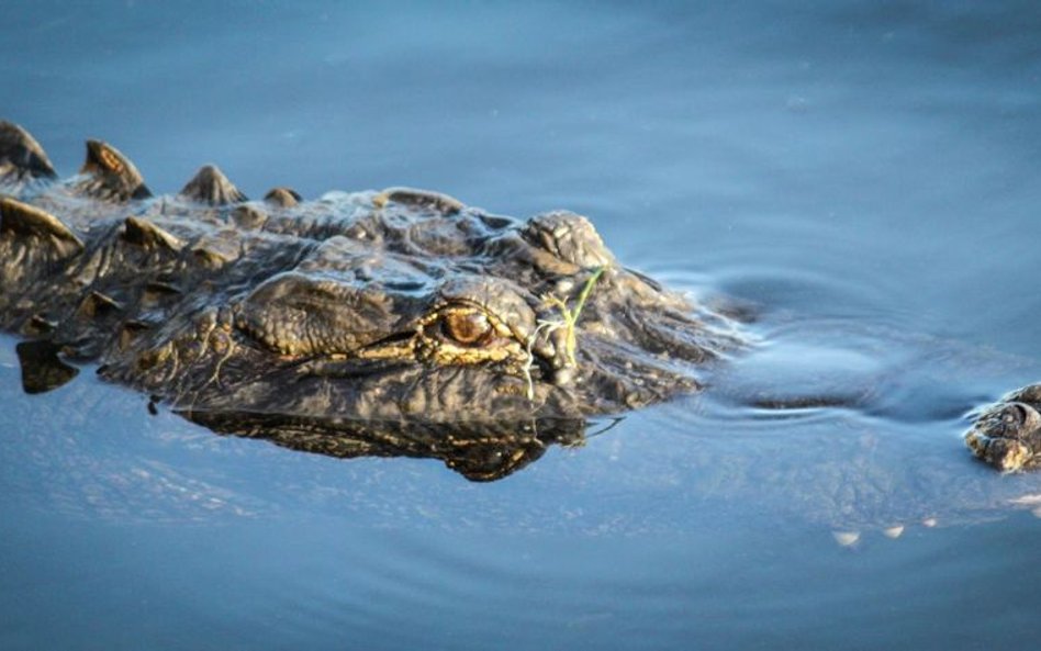 Policja z Chicago: Tak, w parku miejskim zamieszkał aligator