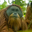 Orangutan tapanuli (Pongo tapanuliensis)