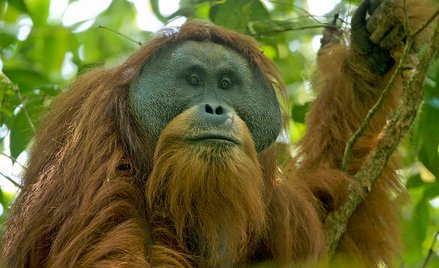Orangutan tapanuli (Pongo tapanuliensis)