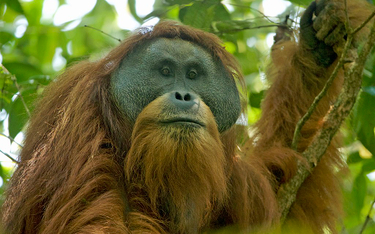 Orangutan tapanuli (Pongo tapanuliensis)