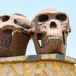 Rzeźby czaszek Paranthropus (po lewej) i Homo habilis (po prawej) przed wejściem do Olduvai Gorge Mu