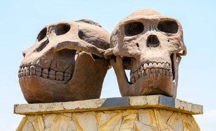 Rzeźby czaszek Paranthropus (po lewej) i Homo habilis (po prawej) przed wejściem do Olduvai Gorge Mu