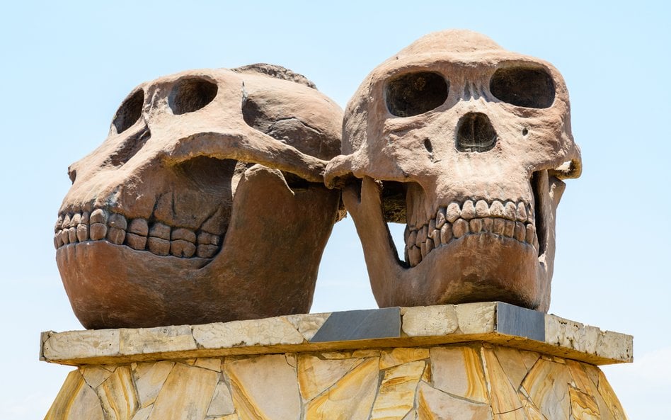 Rzeźby czaszek Paranthropus (po lewej) i Homo habilis (po prawej) przed wejściem do Olduvai Gorge Mu