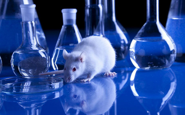 PETA oskarża badaczkę: Maltretowała psychicznie szczury