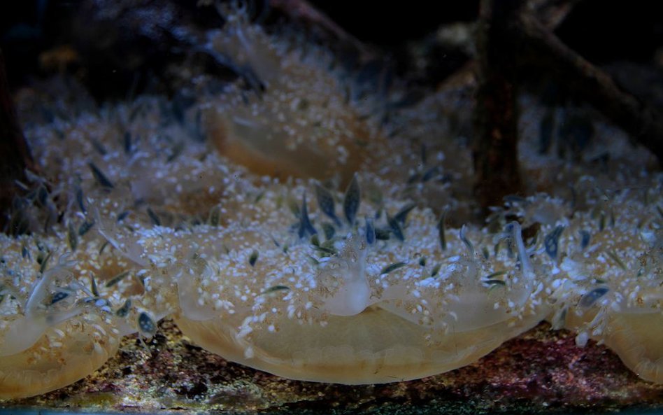 Oceanarium w Rotterdamie