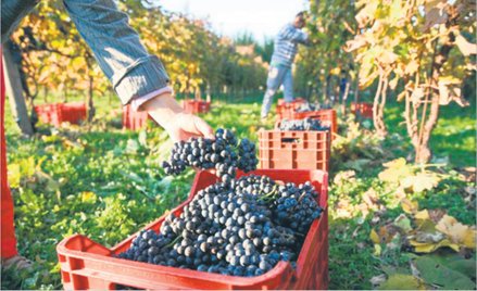 Do kartonów trafiają często te same wina, które producent oferuje w butelkach