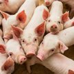 Eksperci: trzeba ograniczyć produkcję mięsa. Na razie cały czas rośnie