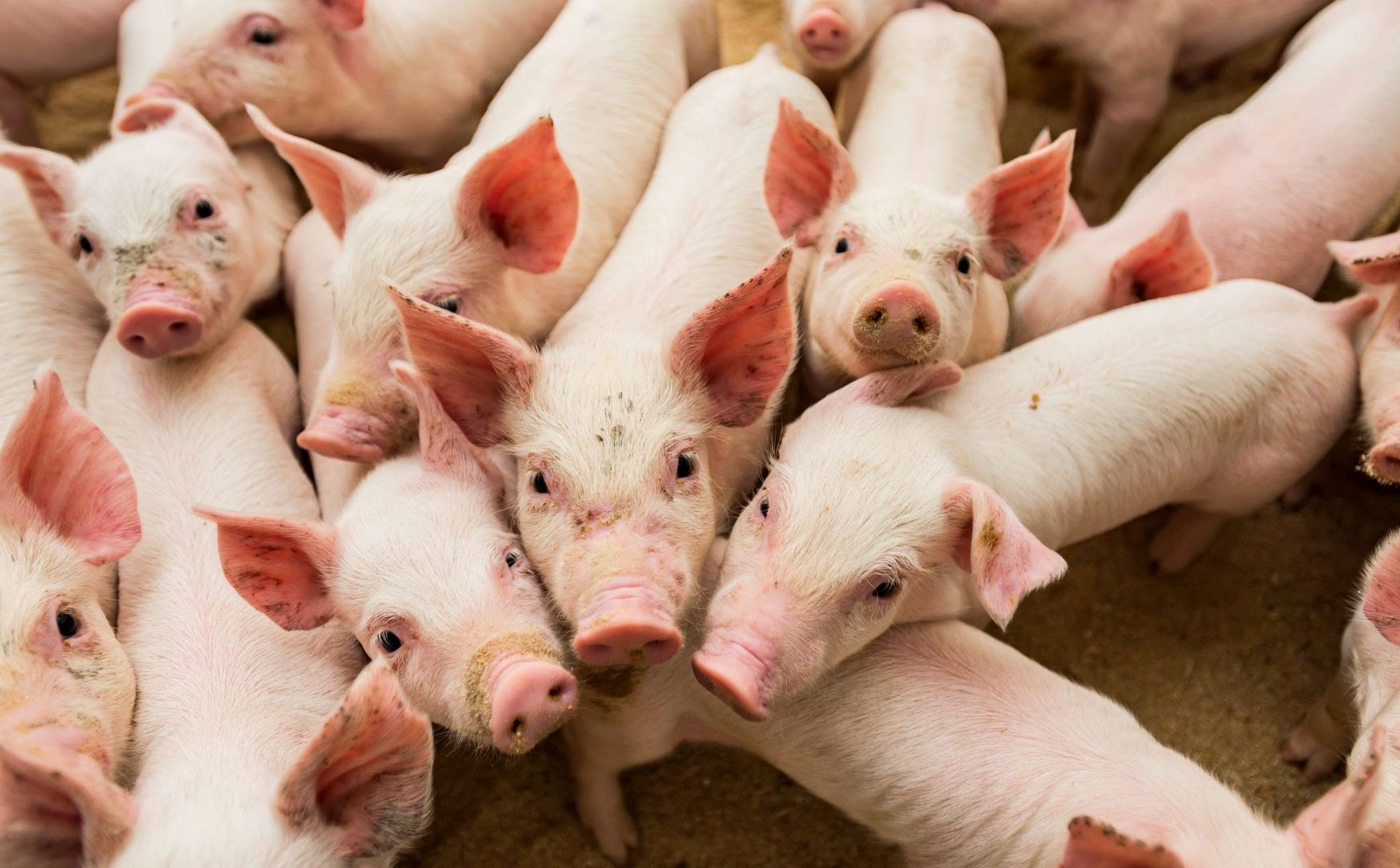 Jak ująć w księgach biologiczne aktywa obrotowe