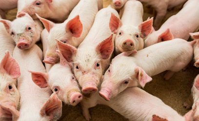 Jak ująć w księgach biologiczne aktywa obrotowe