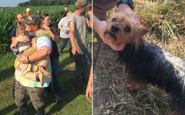 Odnaleziono 3-latkę na polu kukurydzy. Pilnował jej pies