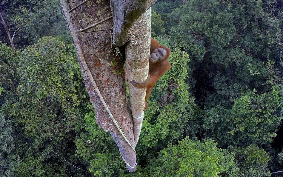 Borneo, Indonezja, 2015 r.