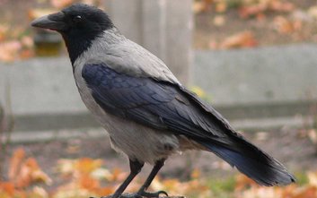 Wrony siwe w okresie od końca kwietnia do połowy czerwca potrafią być agresywne