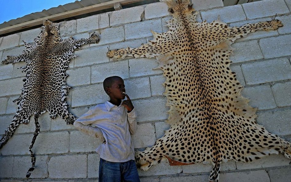 11 lutego, Somalia. Sprzedawca skór lamparta niedaleko lotniska w Mogadiszu.