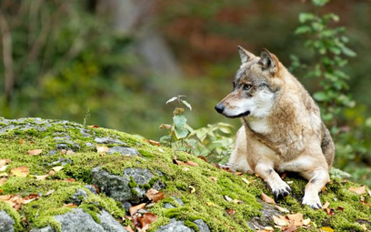 Trwa badanie, czy w Strzebowiskach atakował wilk, pies czy mieszaniec