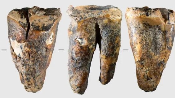 Ząb neandertalczyka sprzed 59 tys. lat nosi ślady działań „dentysty”