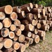 Lasy Państwowe będą podlegały pod budżet państwa
