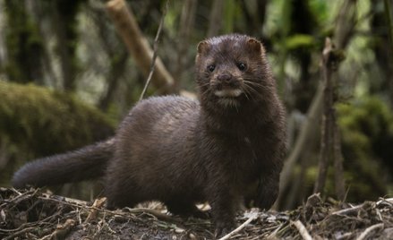 Holendrzy zabiją tysiące norek. Są zainfekowane koronawirusem