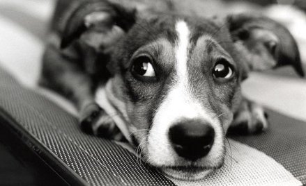 Były senator za znęcanie się nad psem odpowie z wolnej stopy