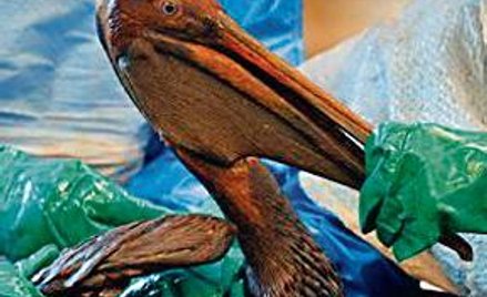 Ptak – ofiara wycieku