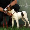 Obowiązki właściciela zwierząt domowych w uchwale rady gminy