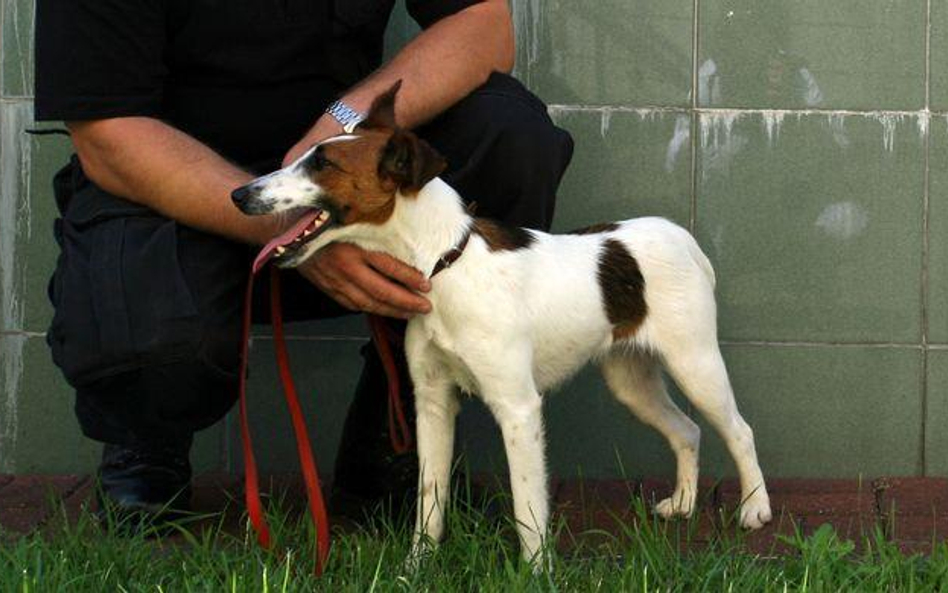 Dogoterapią we więźniów z zakładów karnych