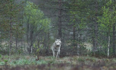 Wilki są objęte ochroną na mocy unijnej dyrektywy siedliskowej oraz Konwencji Berneńskiej.