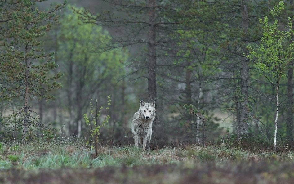 Wilki są objęte ochroną na mocy unijnej dyrektywy siedliskowej oraz Konwencji Berneńskiej.