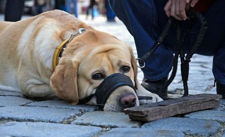 Sondaż: Czy zezwolić na wypuszczanie psów bez smyczy