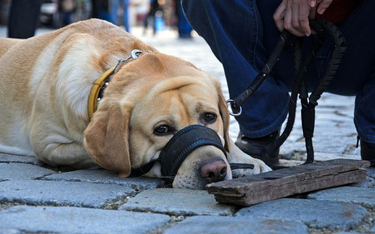 Sondaż: Czy zezwolić na wypuszczanie psów bez smyczy