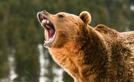 Gigant zarządzania majątkiem stał się niedźwiedziem