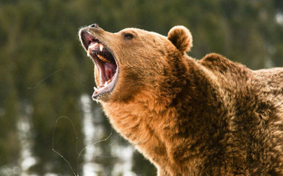 Gigant zarządzania majątkiem stał się niedźwiedziem