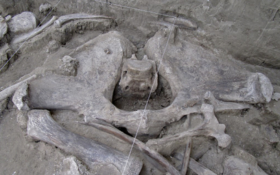 Odkryto szczątki mamutów. Obok ludzkie pułapki