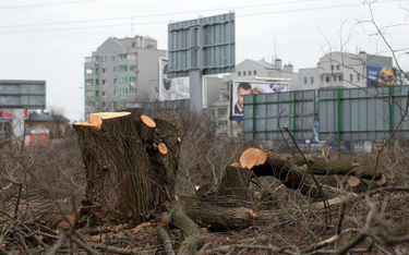 Wycinka drzew: propozycje PiS są fatalne - ostrzegają samorządowcy