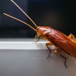 Karaluchy uodpornią się na każdy środek owadobójczy?