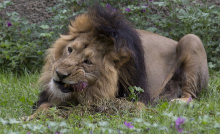 W zoo żywy pokarm dajemy tylko wężom